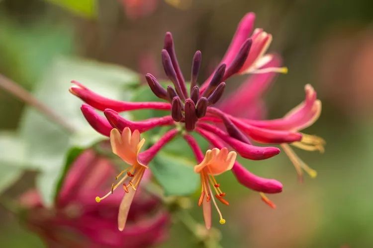 Caprifoi Gold Flame - Mana Maicii Domnului, Lonicera japonica