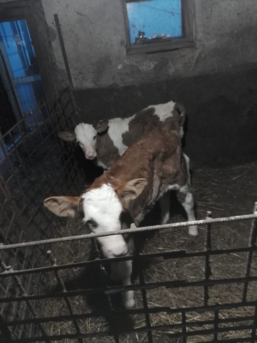 Vând 3 tăurași și o vițică