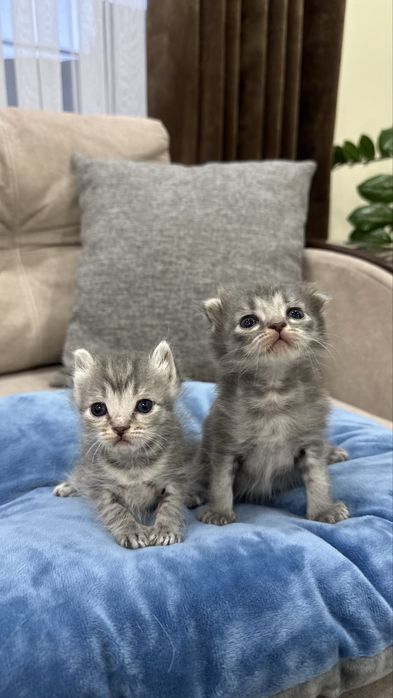 Отдаю котят в добрые руки