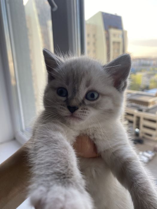 Бедоснежная шиншилла