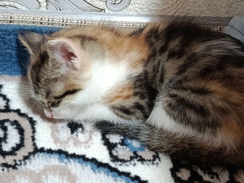 Mushuk va mushukbola