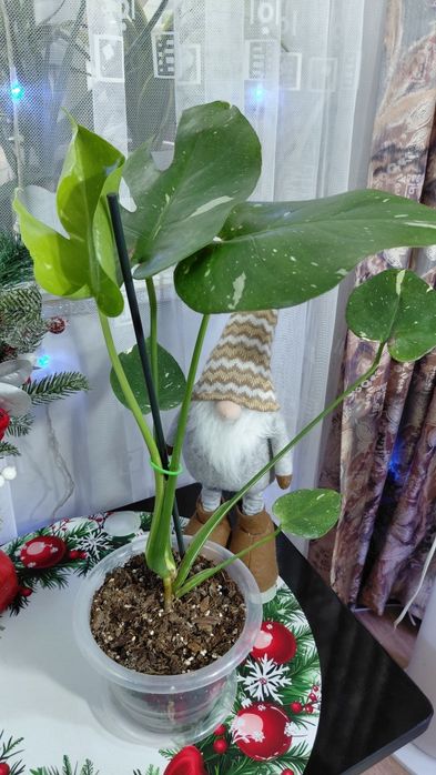 Монстера Тайское созвездие.