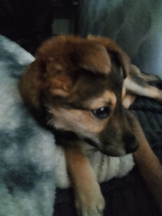 отдам щенка в добрые руки