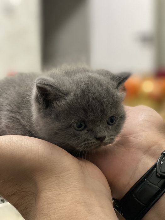 1.5 ойлик мушуклар сотилади