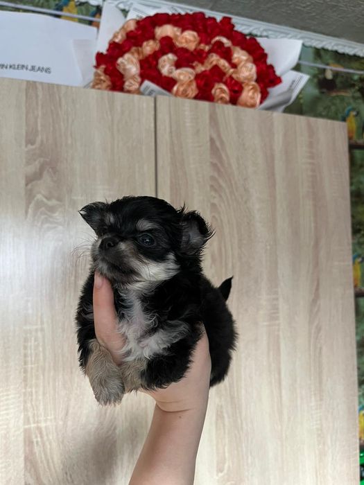 Чихуахуа длинношёрстные щеночки