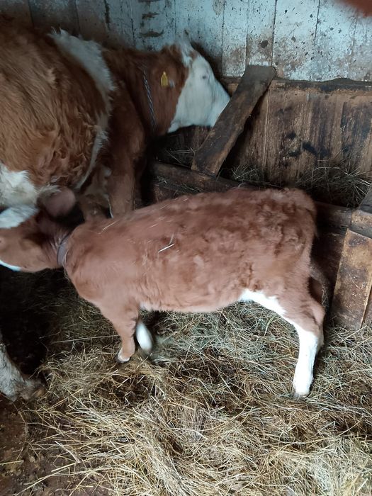 Se vând 2 vaci   tinere si cuminti