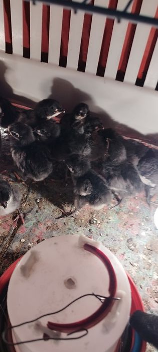 Цыплята австролорп