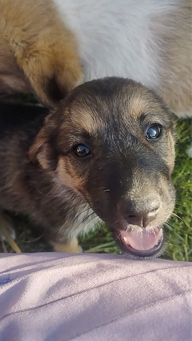 Отдам щенков в добрые руки