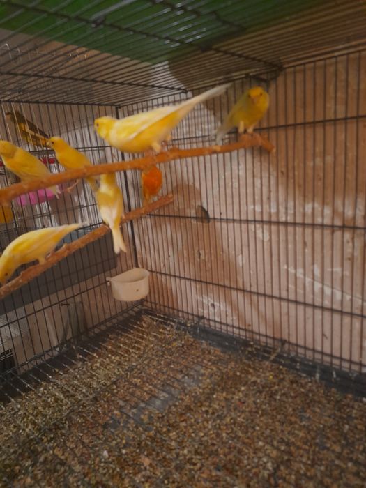 Канарейкалар сотилади