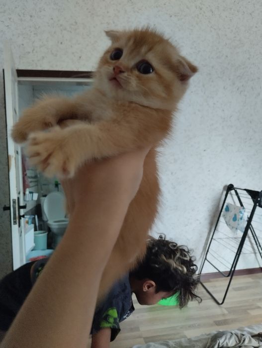 Породистые котята срочно