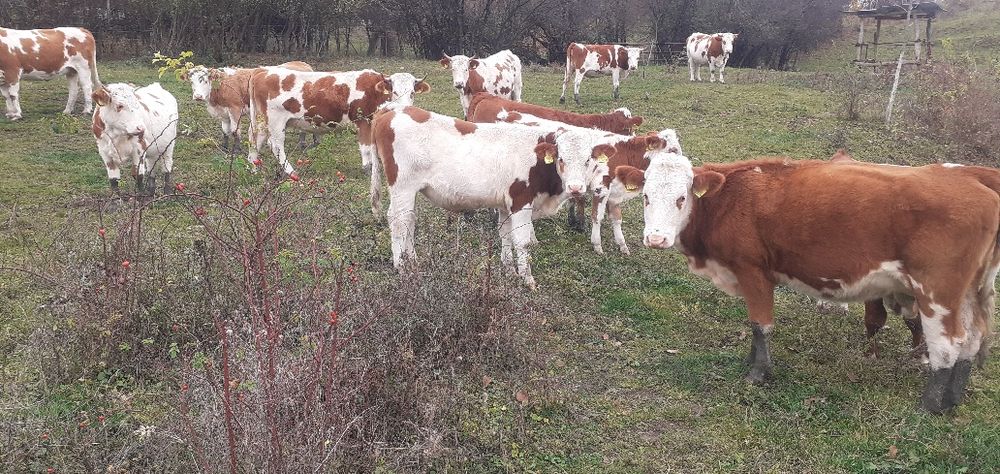 Tăurași 5 x 6200 bucată x 3 juninci