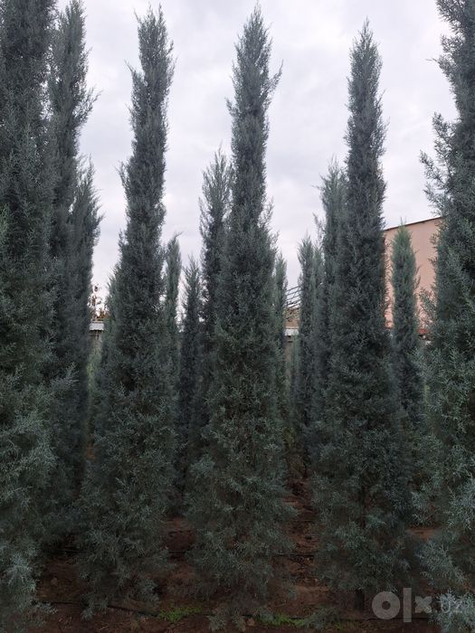 Kiparis Arizonika Italiya Keparis Arizona Archa Dekorativ