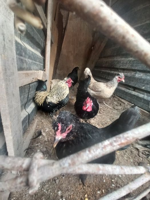 Япон товуклар ва хурозлар сотилади.