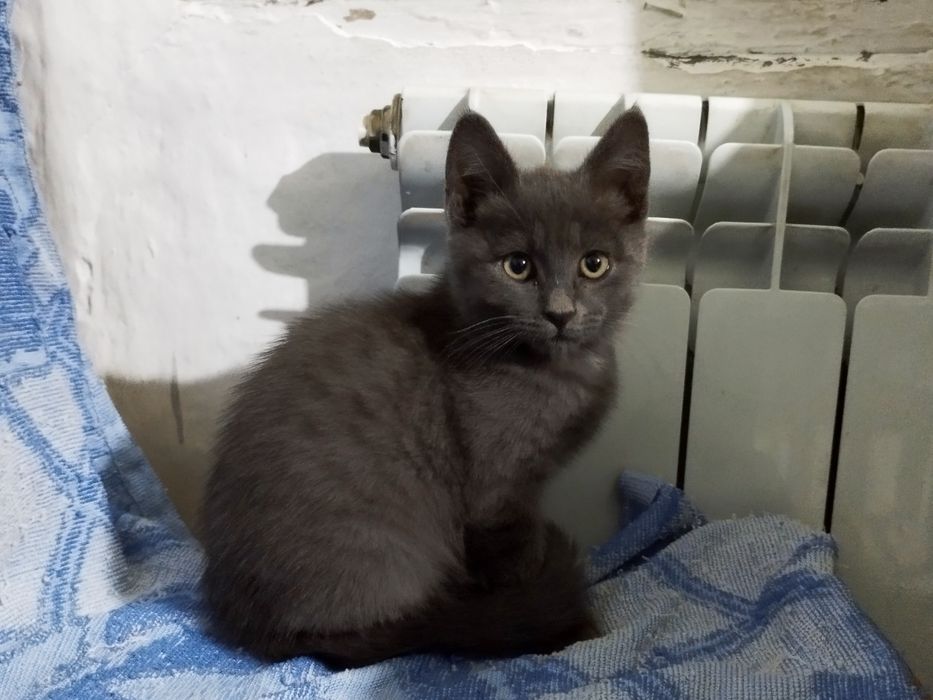 котята ищут дом!!