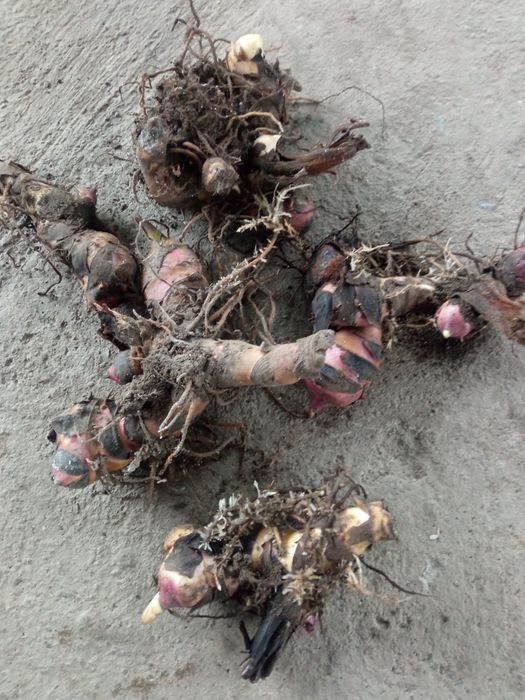 Цветы Канны луковицы