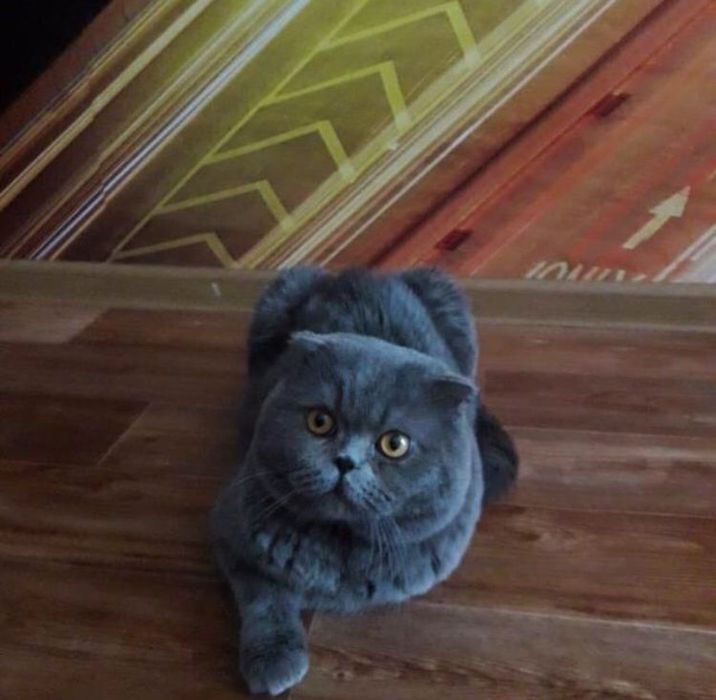 Вязка котика, опытный