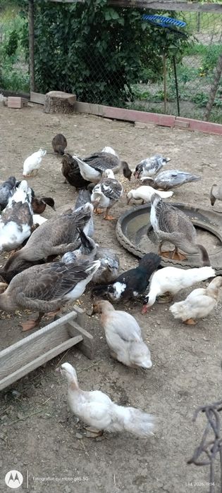 Vand 10 rate gălăgioase