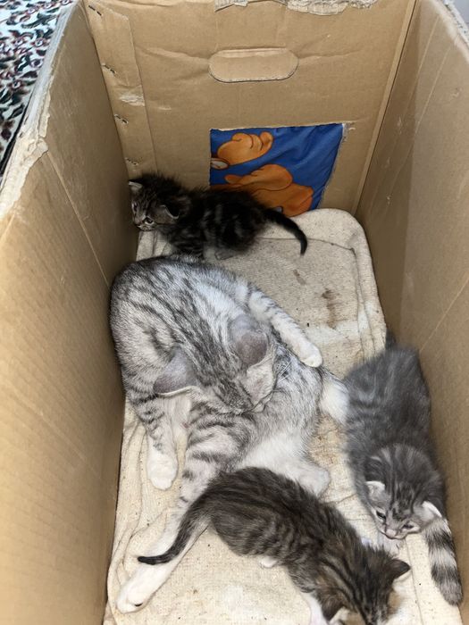 Ерекше түсті марғаулар