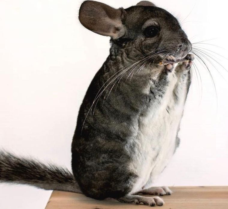 Pui de chinchilla cincila sinsila cincila