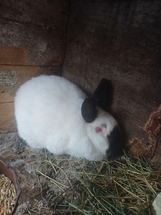 Iepure Californian de vânzare