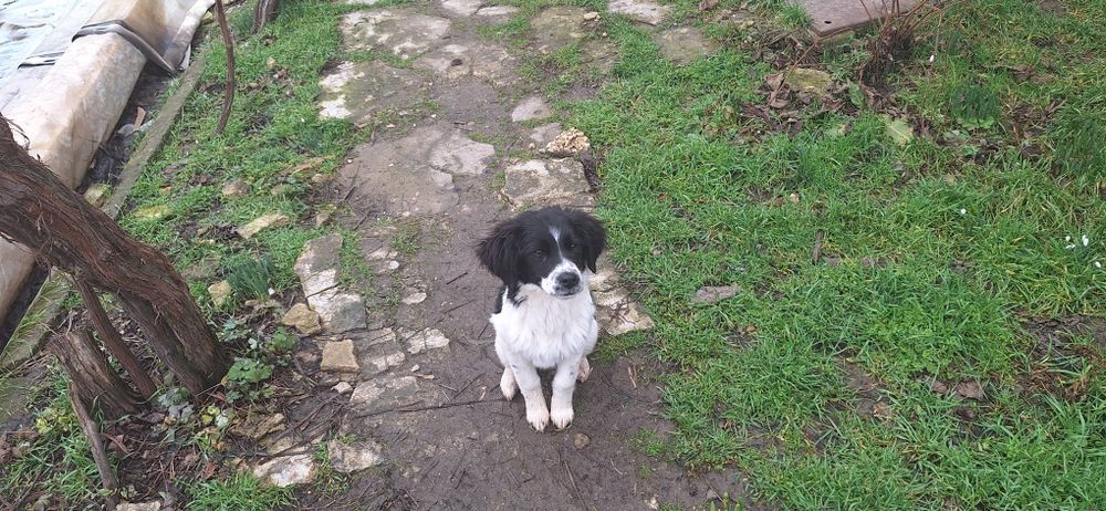 Подарявам кученца