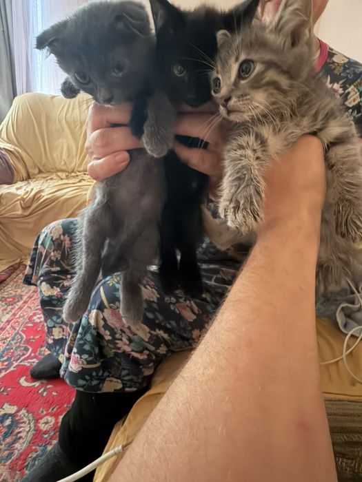 Котята котенок даром