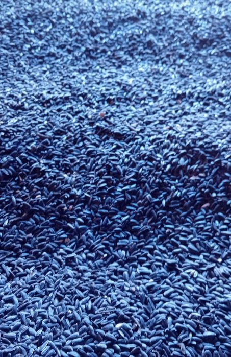 Vând floarea soarelui