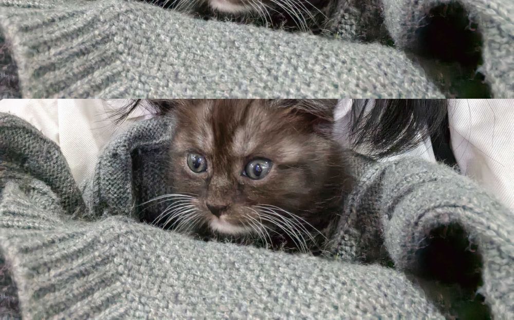 Отдаю котёнка в добрые руки