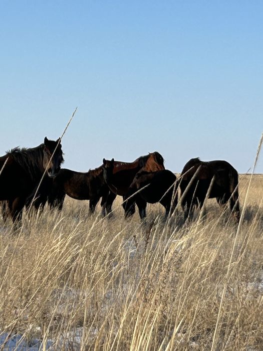 Косяк лошадей