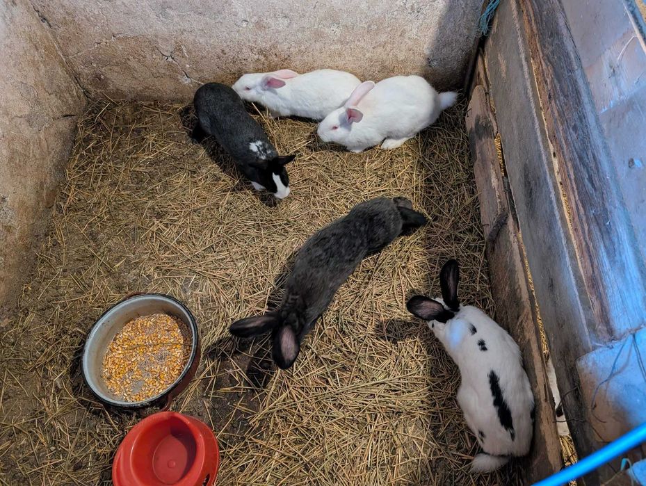 Vand iepuri intre 1-4kg