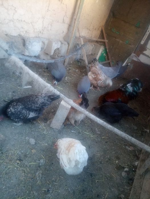 Тауықтар тауықтар тауықтар