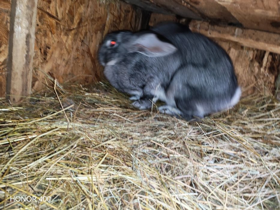 De vanzare ce se vede