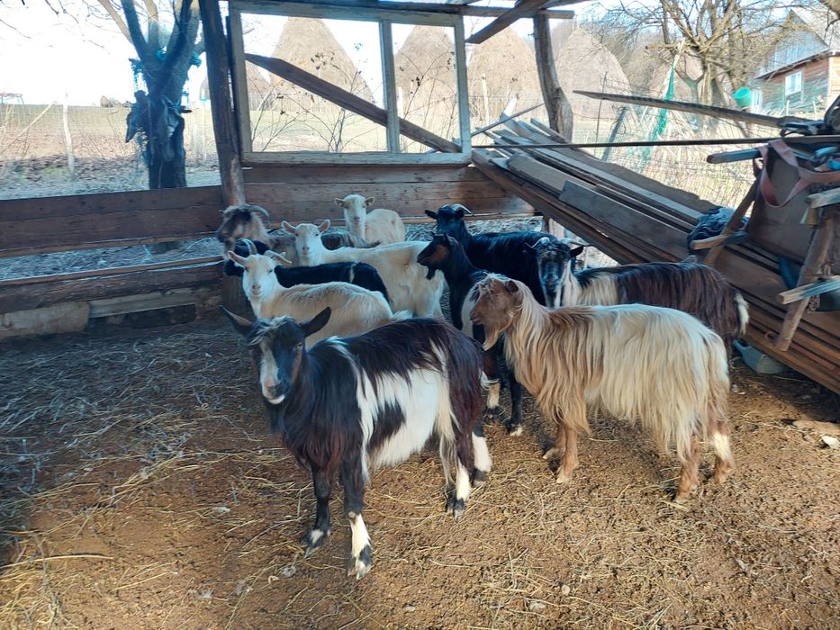 Vând capre bune de ținut gestante