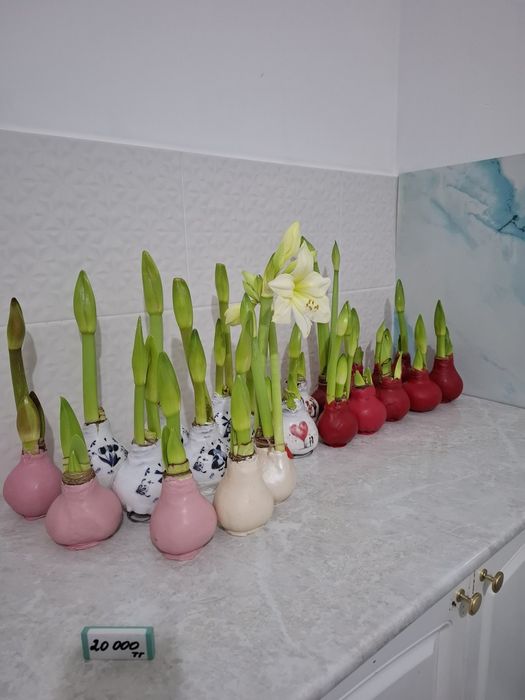 Амариллисы в воске в наличии