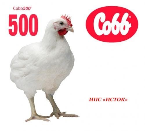 Бройлер Кобб 500