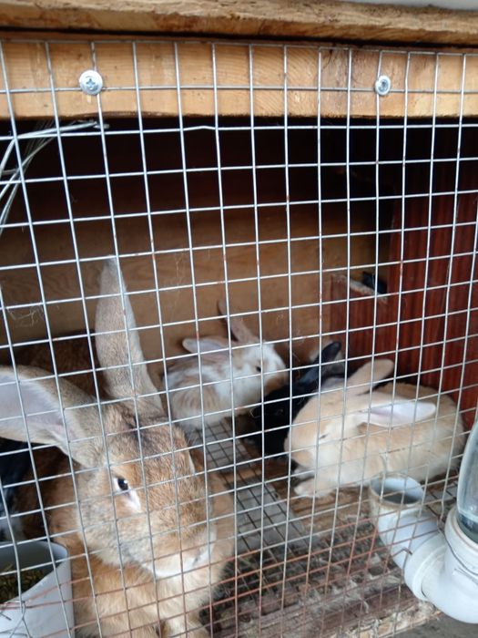 Кролики крупные,