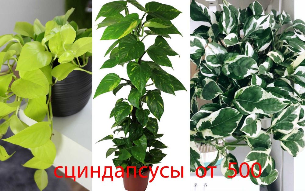 Комнатные  цветы