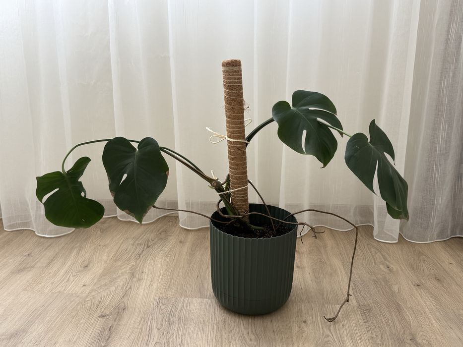 Монстера Делициоса Monstera Deliciosa