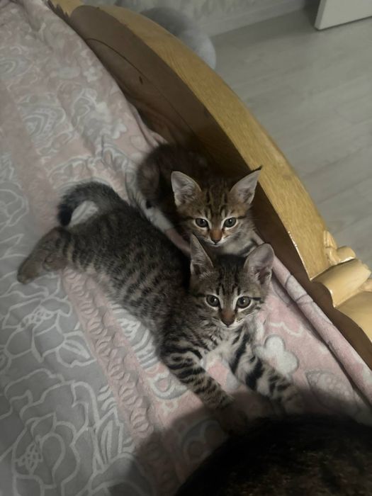 Отдам в добрые руки котята
