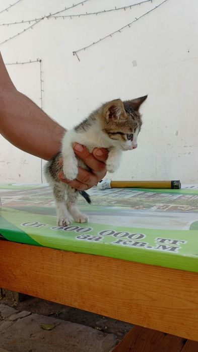 Отдам котят в добрые руки