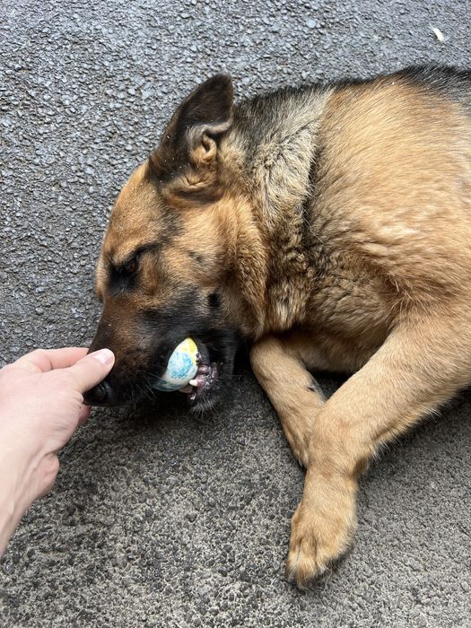 Немцкая овчарка девочка на вязку