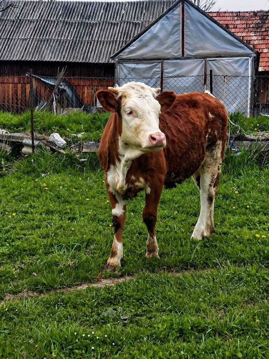 De vanzare junică
