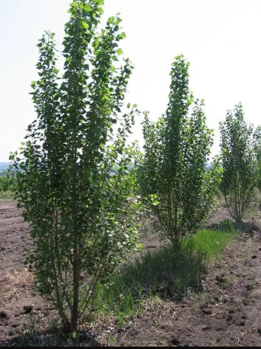 Тополя пирамидальные