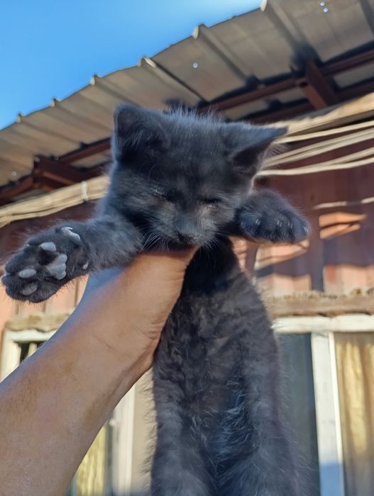 Котята трое мальчик