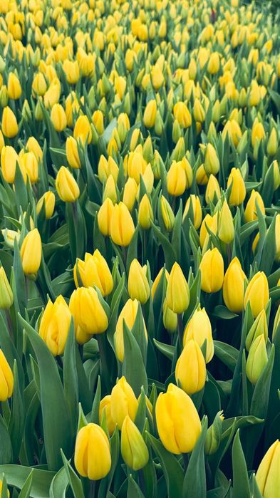 Тюльпаны оптом с теплицы