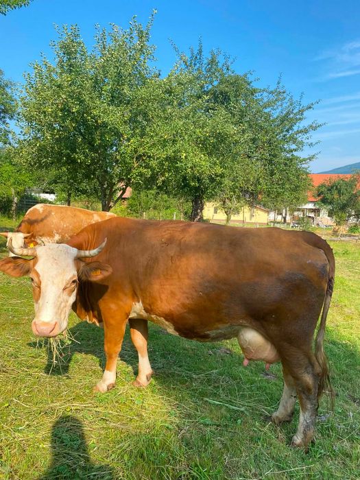 vaca cu vițel de  vanzare