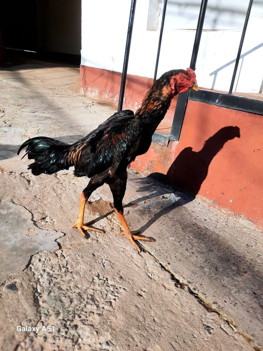 Dakan horoz 7 oylik joja sotikadi