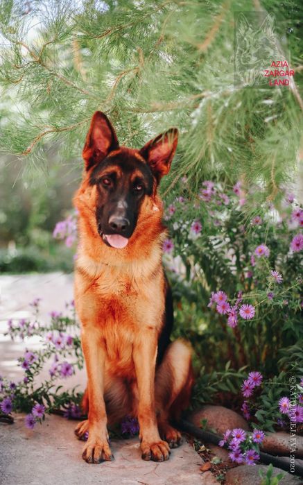 Немецкие овчарки ( стандарт)