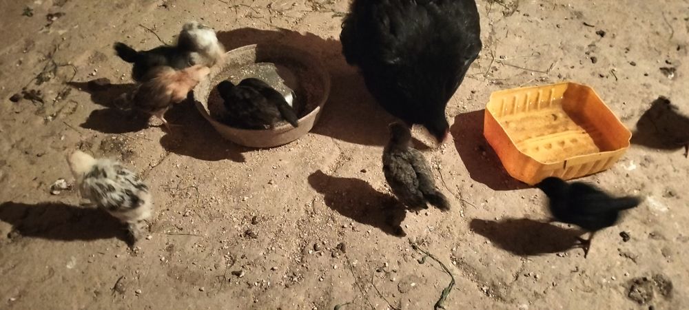 2аилық балапан сатылад