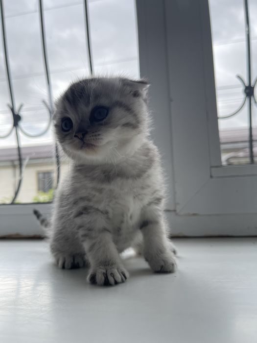 Скотиш фолд мушук болалари Сотилади